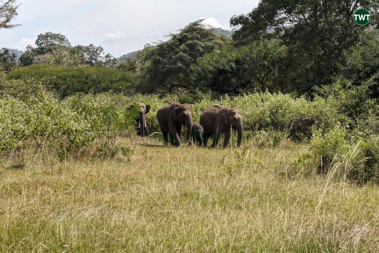 bandipur.best places in karnataka