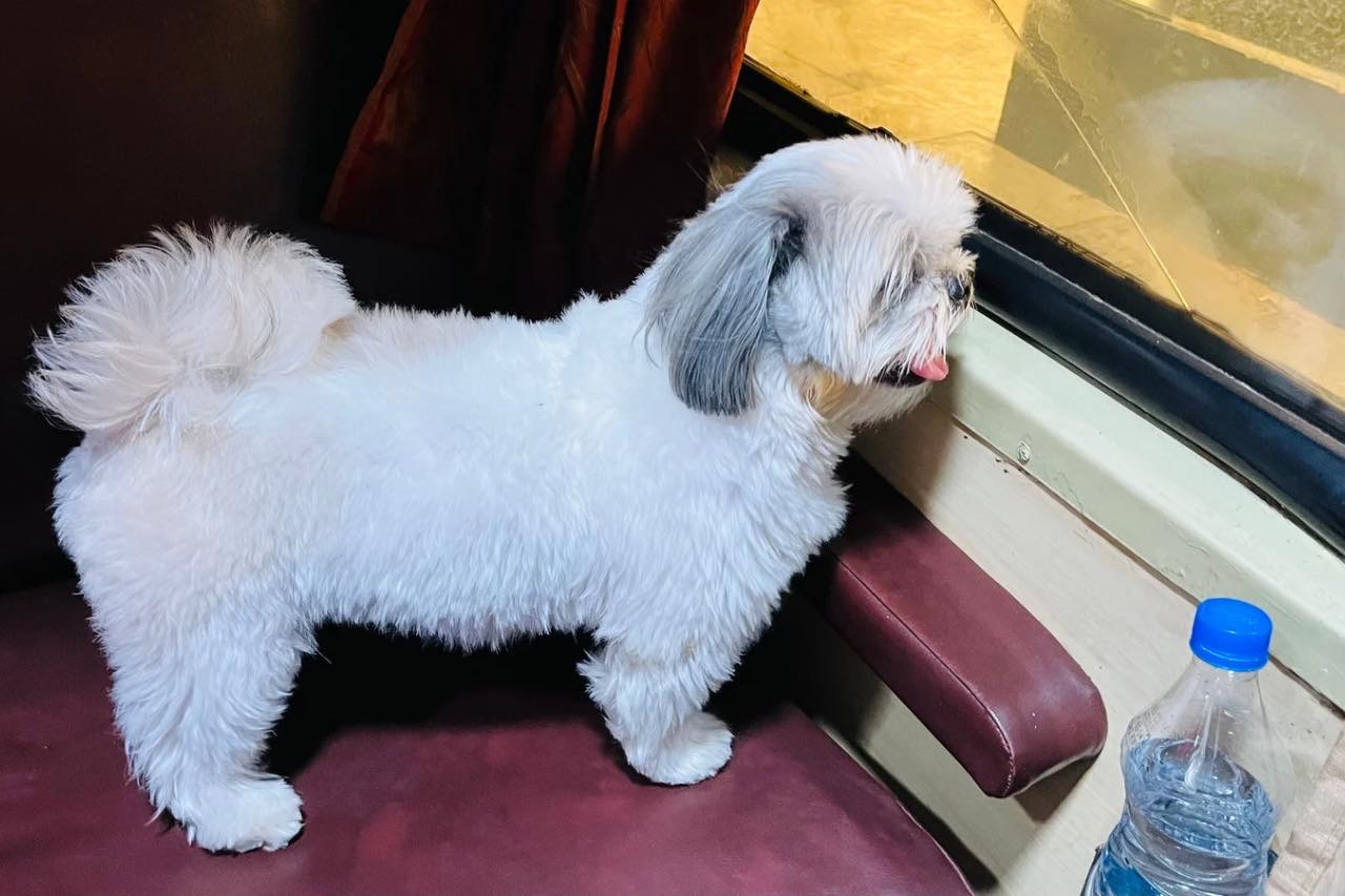 Pet having fun on the train 