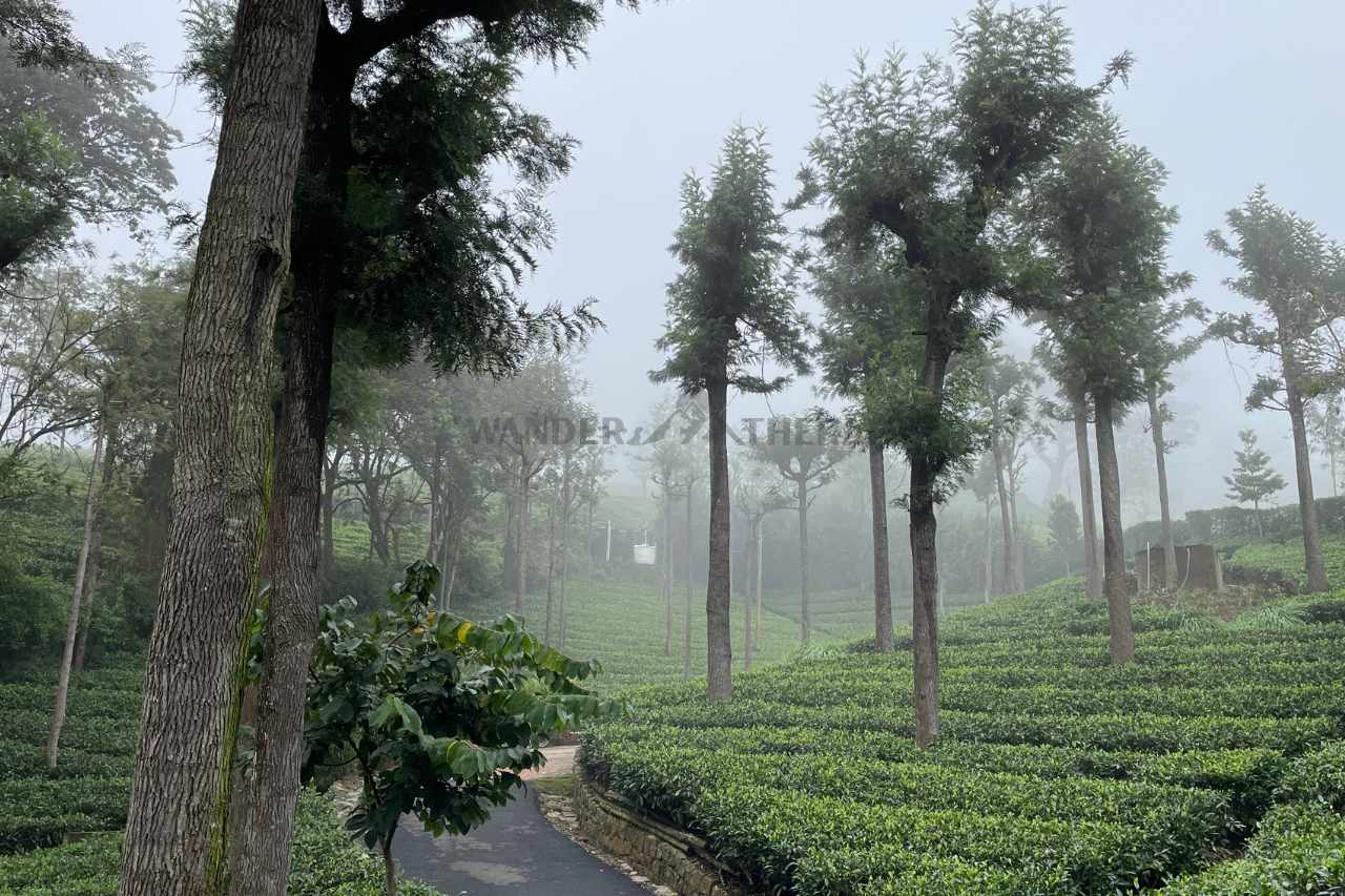 Coonoor 