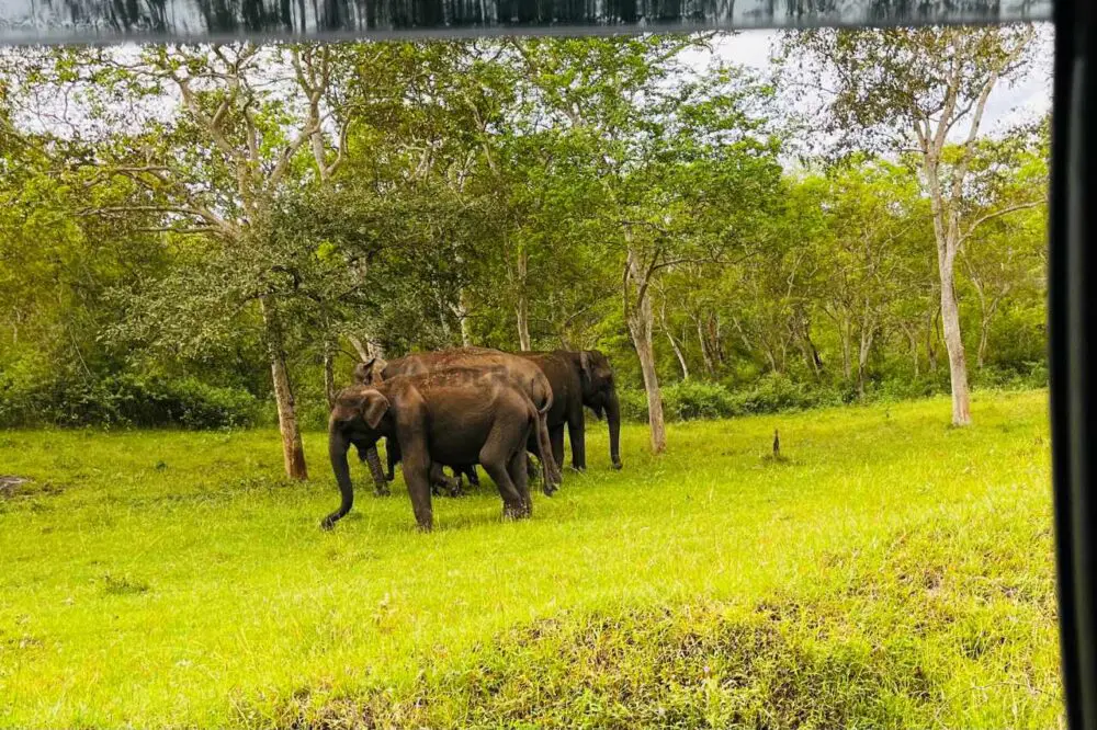 mudumalai national park