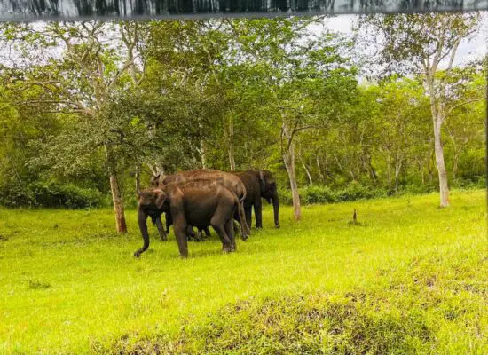 mudumalai national park