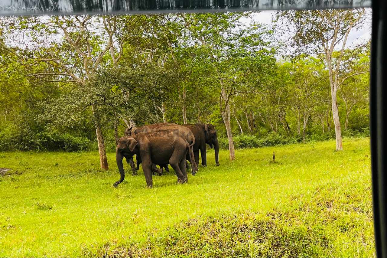 Mudumalai National Park: The Land Of Majestic Wildlife In South India’s Tamil Nadu