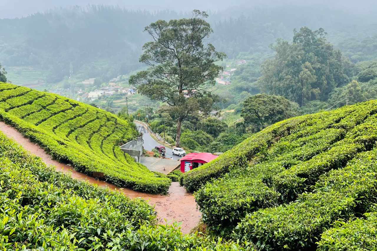 ooty high hill tea garden 