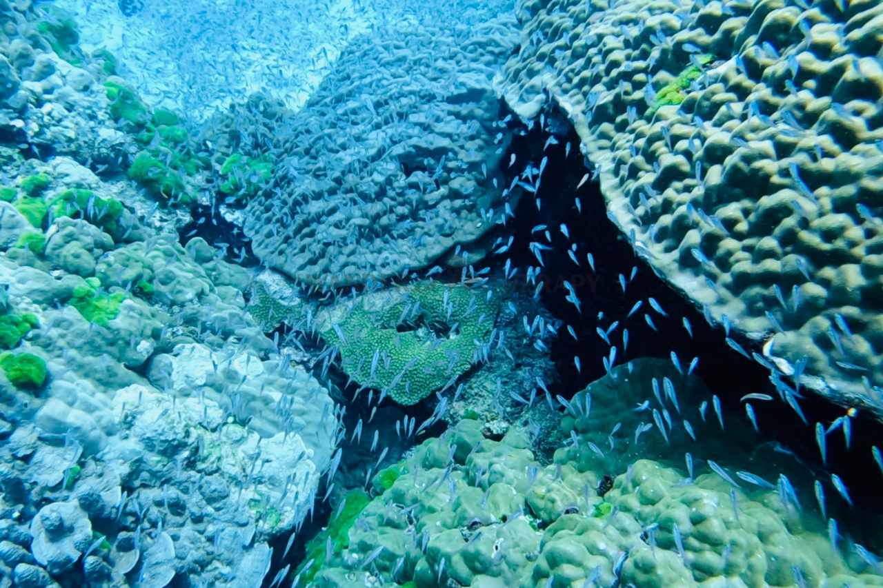 scuba diving andaman