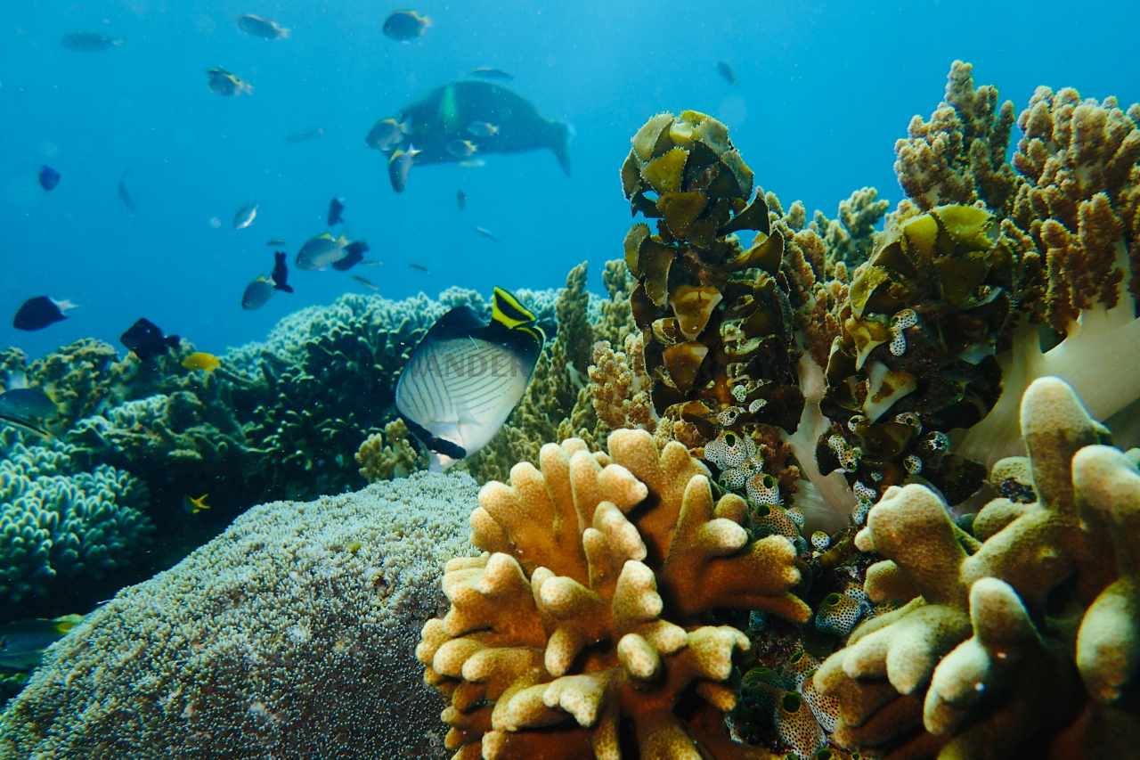 scuba diving andaman