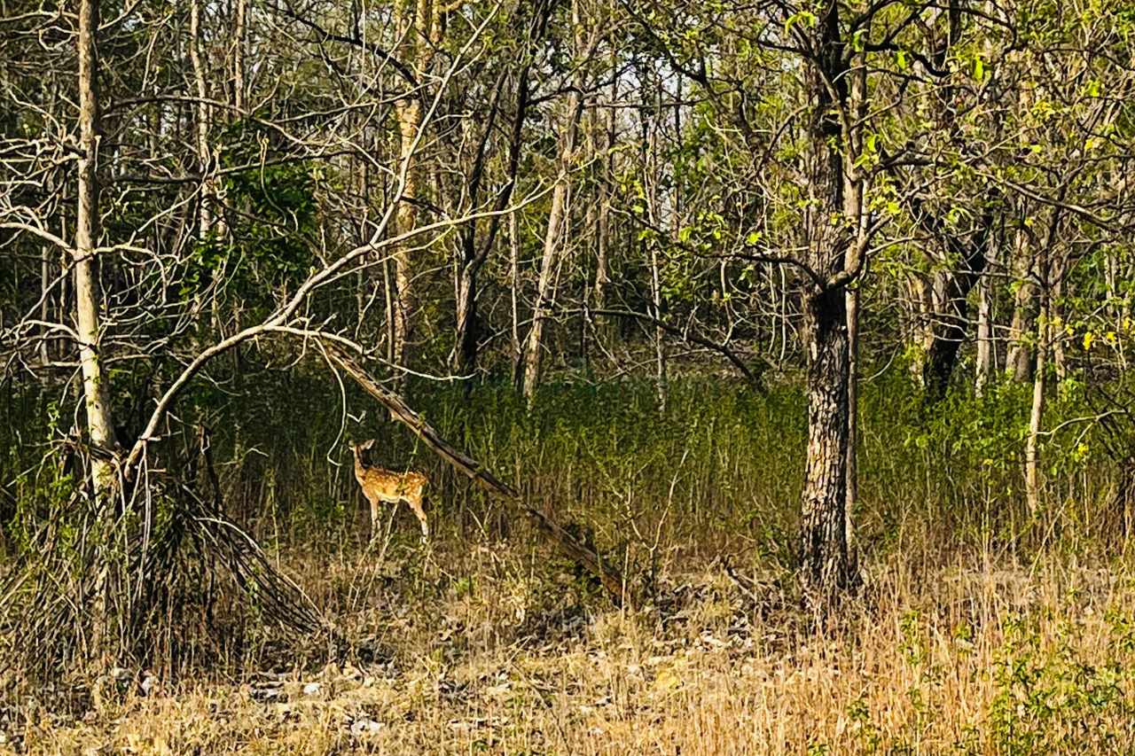 tipeshwar wildlife sanctuary