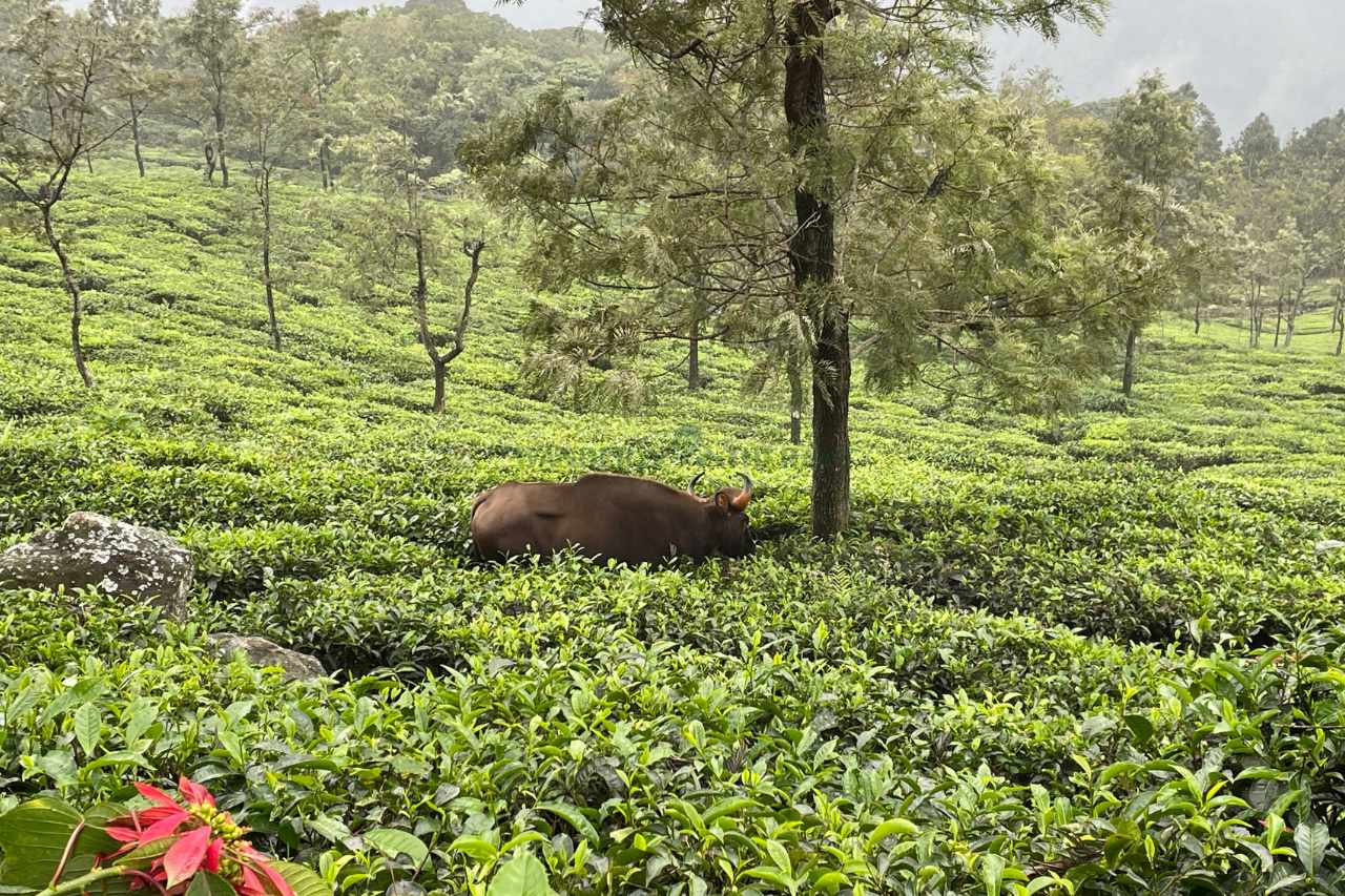 teanest coonoor