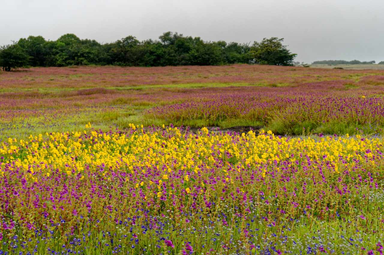 maharashtra monsoon destinations