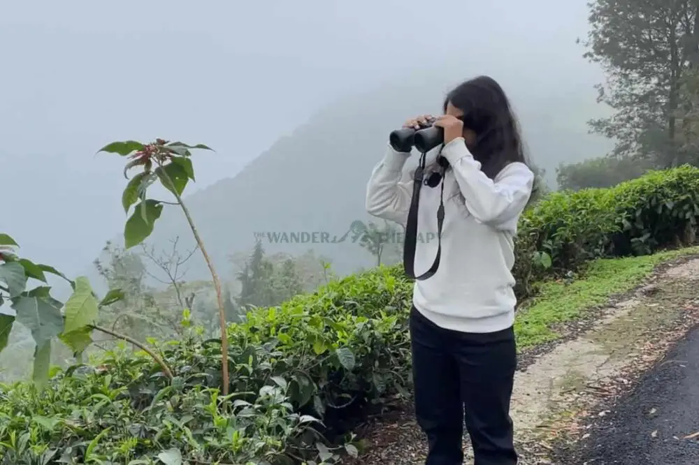 teanest coonoor