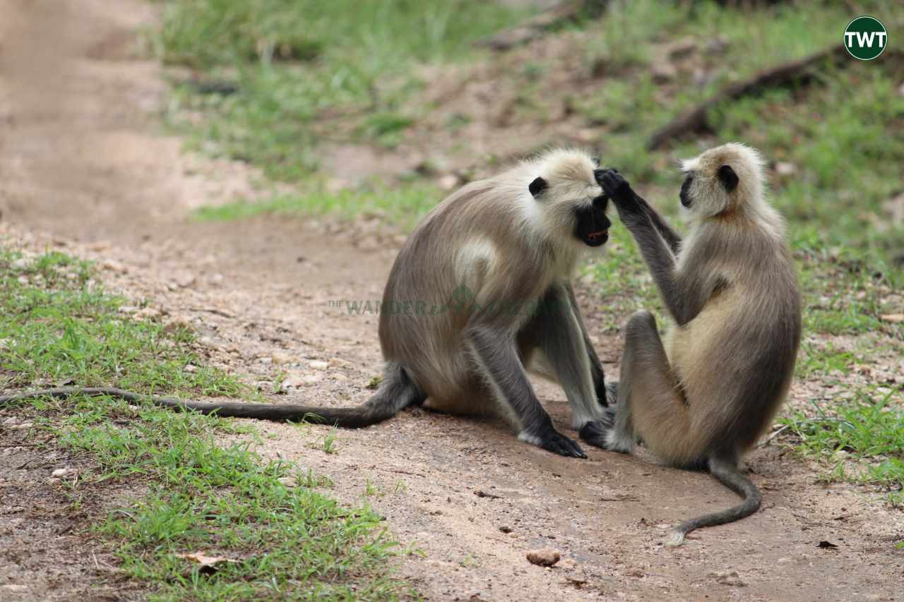 pench tiger reserve