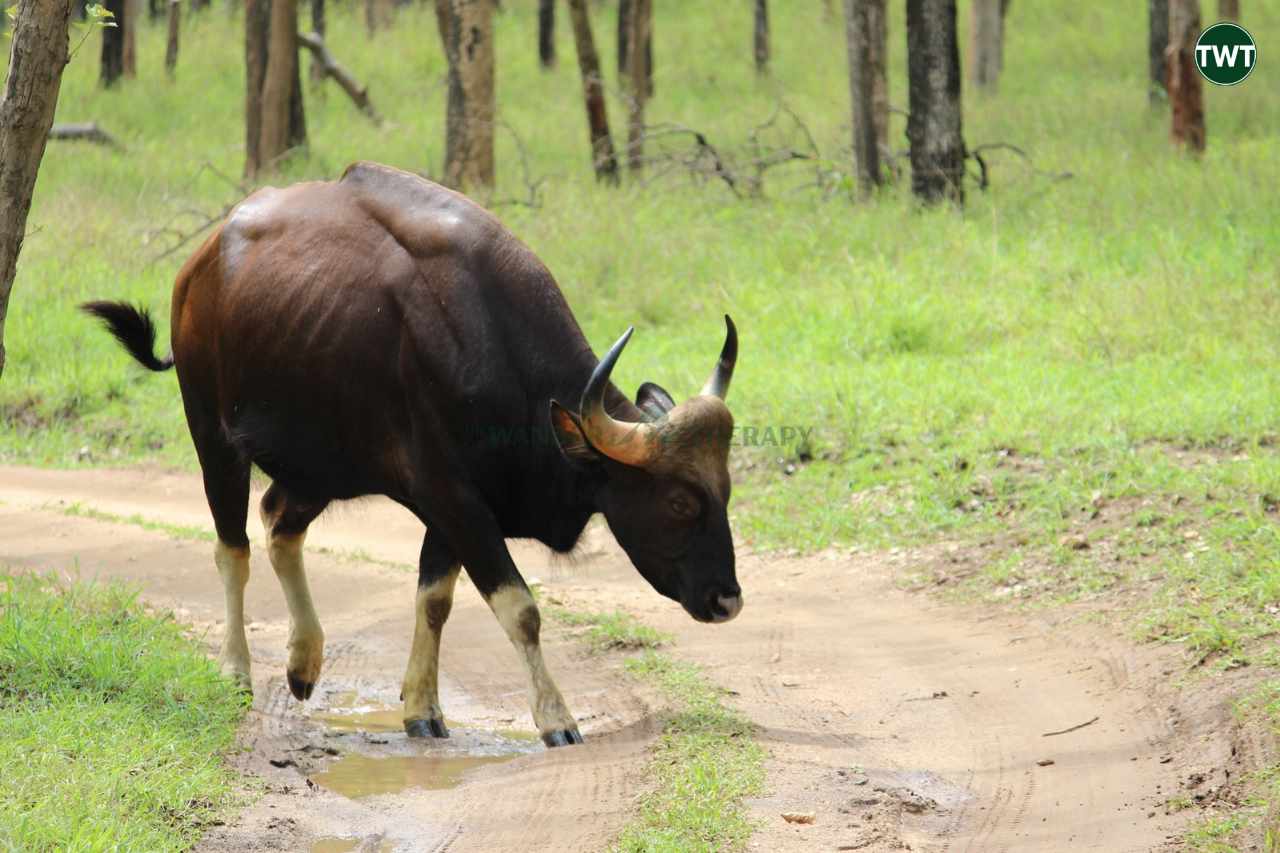 pench tiger reserve