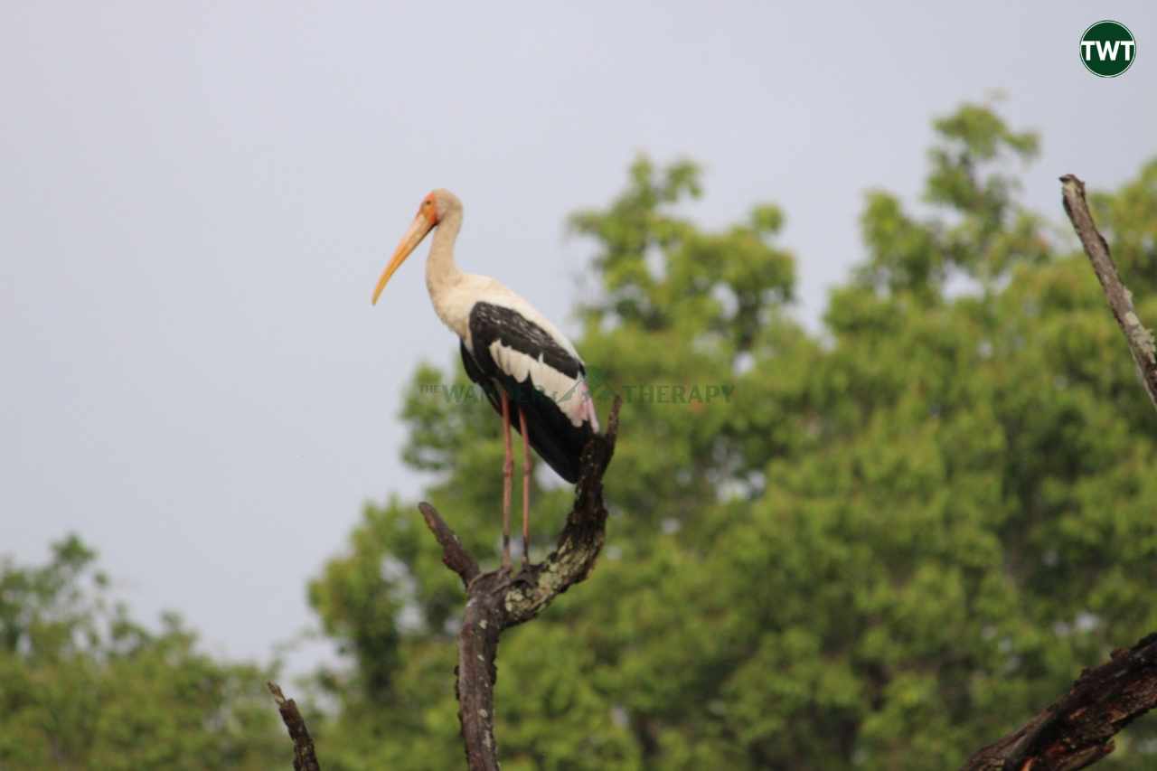 pench tiger reserve