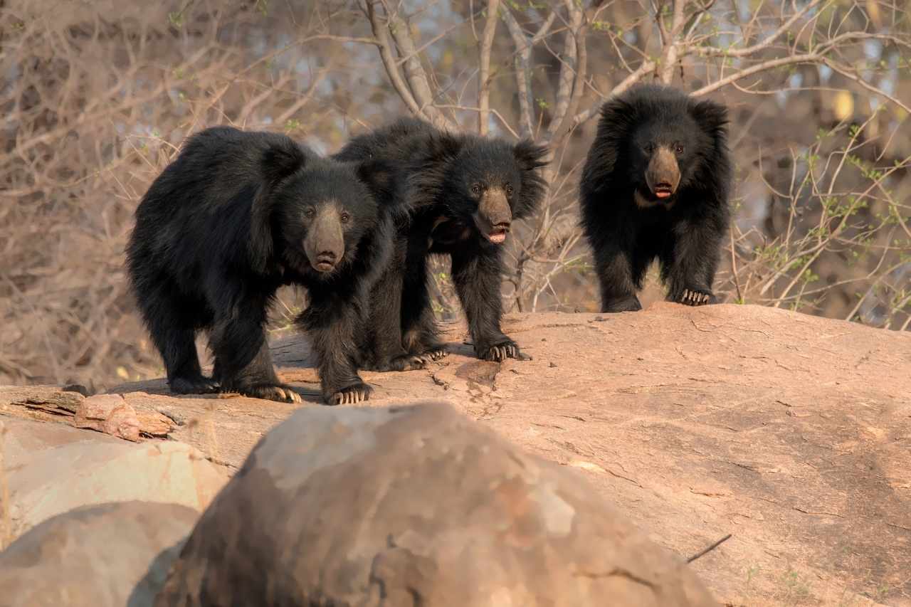 hampi daroji bear sanctuary