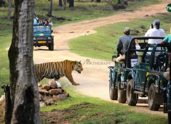 pench national park MP