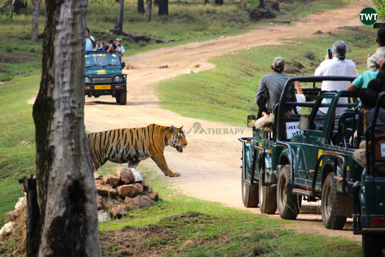 Pench National Park Home To 80 Royal Bengal Tigers In Central India 