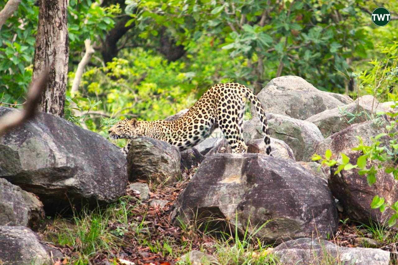 pench national park MP