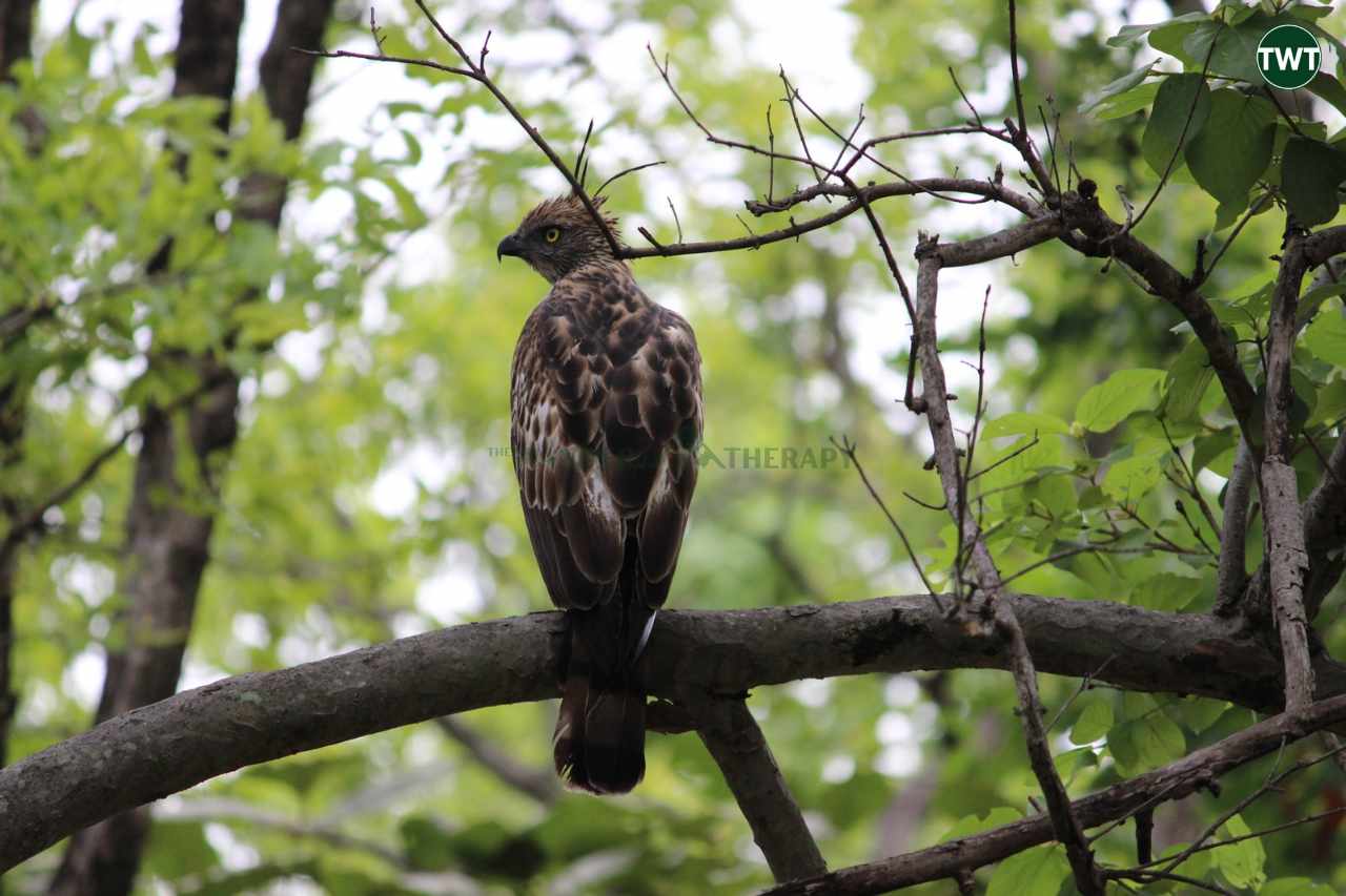 pench tiger reserve