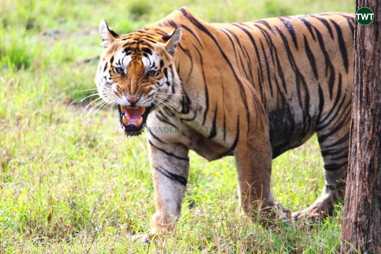 pench tiger reserve