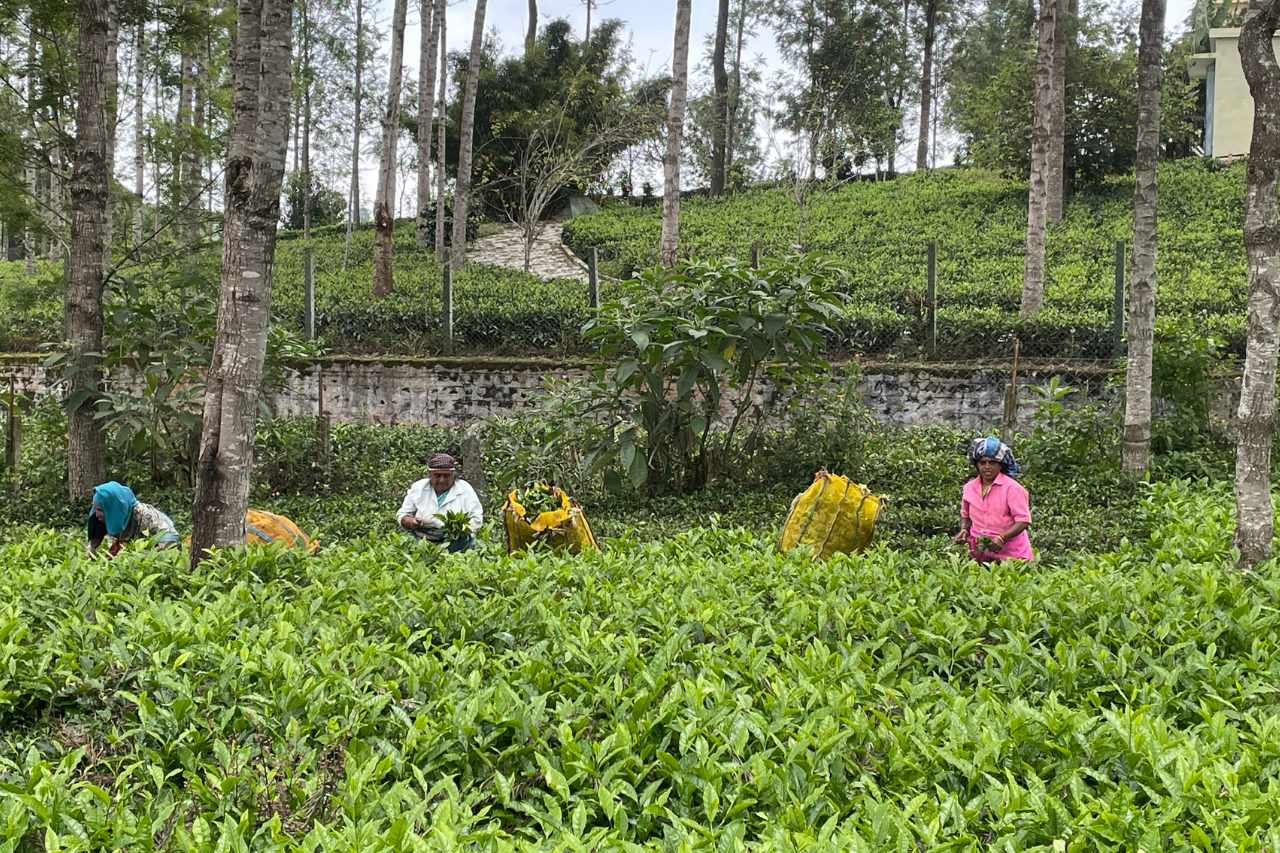 south indian hill stations kotagiri