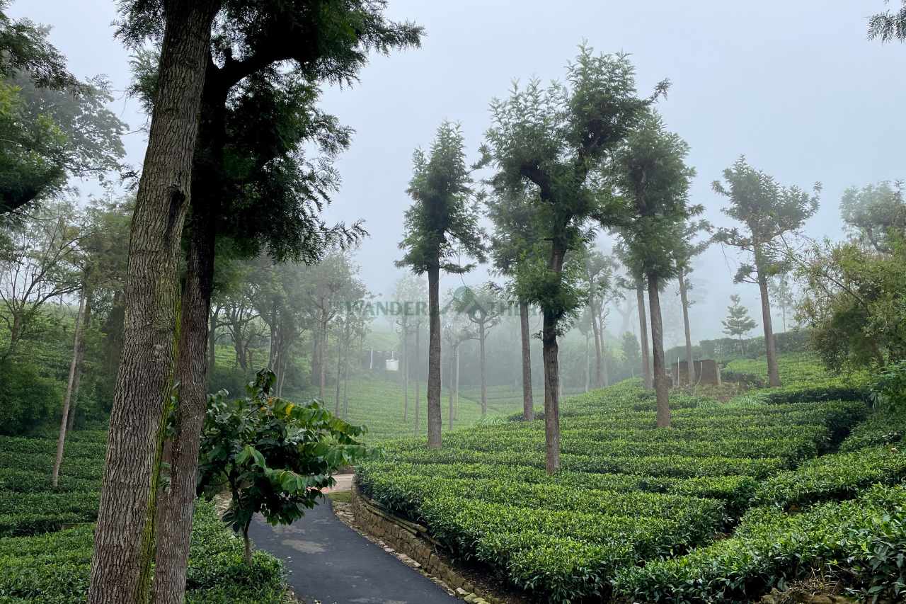 south indian hill stations-coonoor