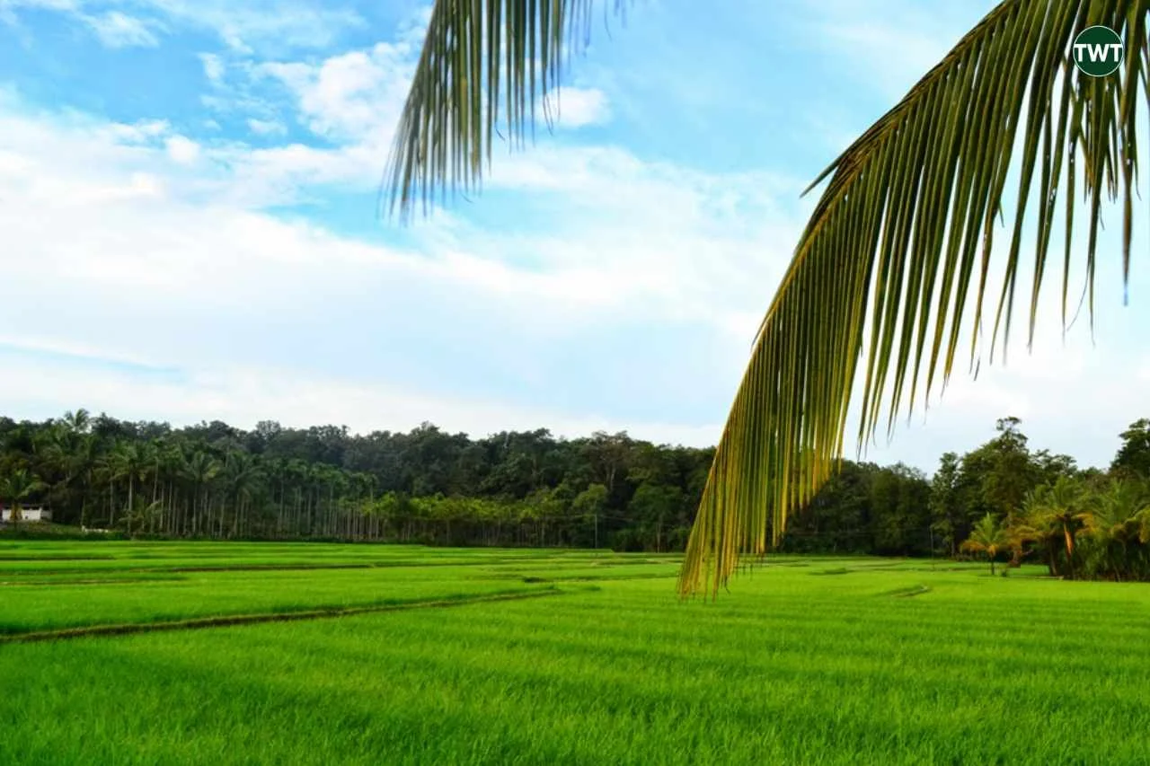 wayanad-travel-best-places-to-visit