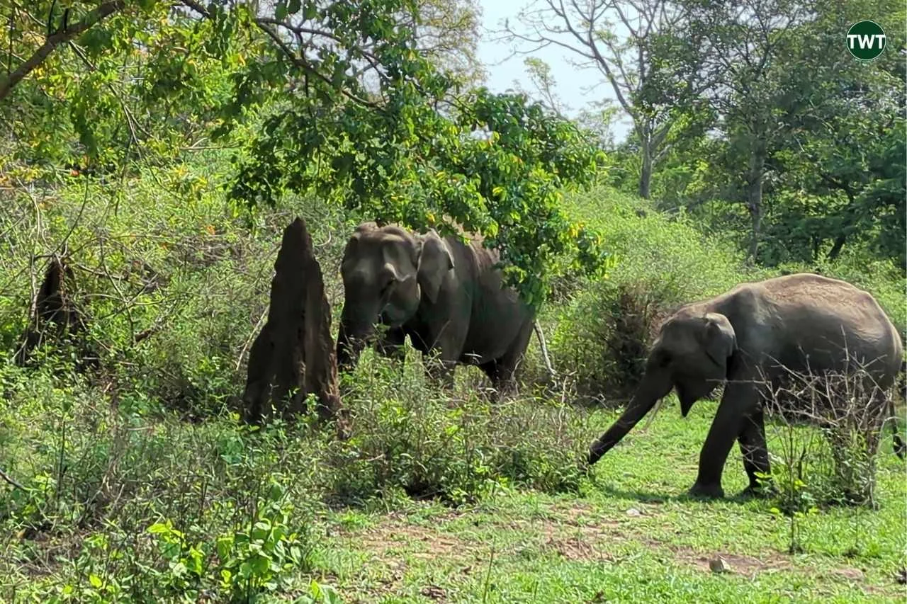 wayanad-travel-best-places-to-visit