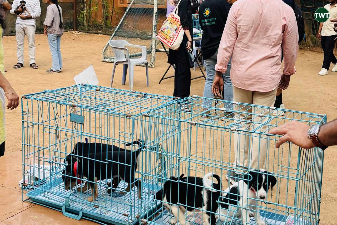 hyderabad-event-monthly-vegan-bazar-fleamarket-festival-pet-adoption